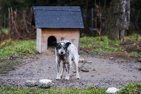 Dogs On A Chain In Poland