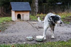 Dogs On A Chain In Poland