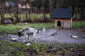 Dogs On A Chain In Poland