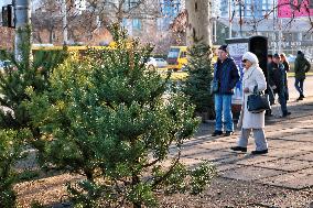 Sale of Christmas trees in Odesa