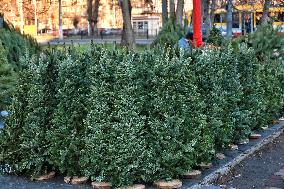 Sale of Christmas trees in Odesa