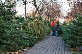 Sale of Christmas trees in Odesa