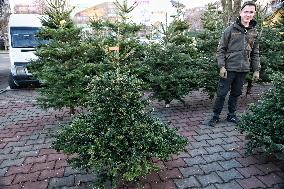 Sale of Christmas trees in Odesa