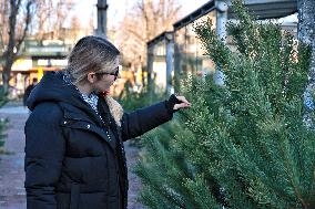 Sale of Christmas trees in Odesa