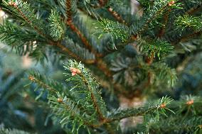 Sale of Christmas trees in Odesa