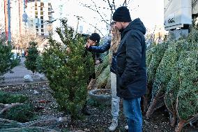 Sale of Christmas trees in Odesa