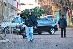 Sale of Christmas trees in Odesa