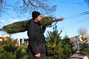 Sale of Christmas trees in Odesa