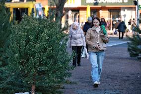 Sale of Christmas trees in Odesa