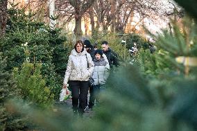 Sale of Christmas trees in Odesa