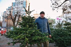 Sale of Christmas trees in Odesa