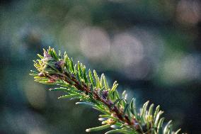 Sale of Christmas trees in Odesa