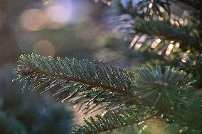 Sale of Christmas trees in Odesa