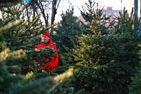 Sale of Christmas trees in Odesa