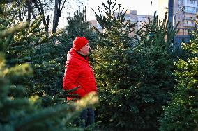 Sale of Christmas trees in Odesa