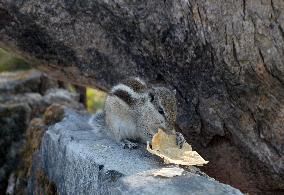 Squirrel Is Eating Food