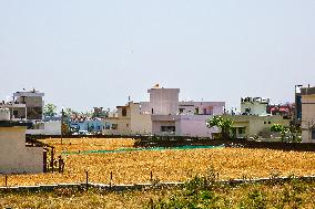 Wheat Fields Near Haridwar