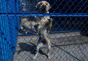 Guide Dog Training School For The Blind I.A.P In Mexico City, Fights Against Discrimination