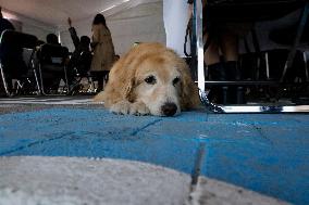 Guide Dog Training School For The Blind I.A.P In Mexico City, Fights Against Discrimination