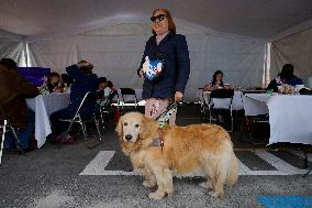 Guide Dog Training School For The Blind I.A.P In Mexico City, Fights Against Discrimination