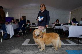 Guide Dog Training School For The Blind I.A.P In Mexico City, Fights Against Discrimination