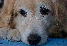 Guide Dog Training School For The Blind I.A.P In Mexico City, Fights Against Discrimination