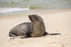 Sea Lion Stays on the Sands of Ipanema Beach in Rio de Janeiro