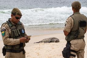 Sea Lion Stays on the Sands of Ipanema Beach in Rio de Janeiro