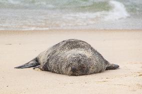 Sea Lion Stays on the Sands of Ipanema Beach in Rio de Janeiro