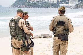 Sea Lion Stays on the Sands of Ipanema Beach in Rio de Janeiro