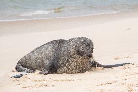 Sea Lion Stays on the Sands of Ipanema Beach in Rio de Janeiro