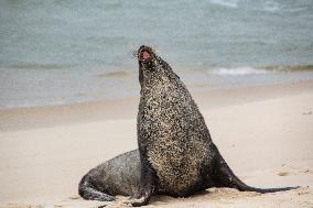 Sea Lion Stays on the Sands of Ipanema Beach in Rio de Janeiro