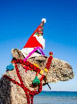 Christmas Camel With Santa Claus Hat On The Beach - Egypt