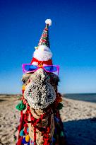 Christmas Camel With Santa Claus Hat On The Beach - Egypt