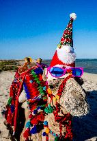 Christmas Camel With Santa Claus Hat On The Beach - Egypt