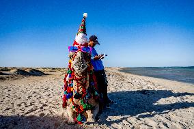 Christmas Camel With Santa Claus Hat On The Beach - Egypt