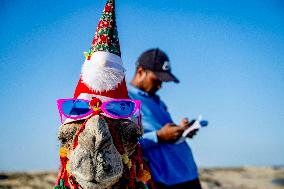 Christmas Camel With Santa Claus Hat On The Beach - Egypt