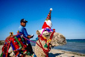 Christmas Camel With Santa Claus Hat On The Beach - Egypt