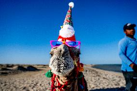 Christmas Camel With Santa Claus Hat On The Beach - Egypt