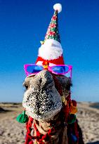 Christmas Camel With Santa Claus Hat On The Beach - Egypt