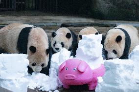 Giant Pandas Play with Snow in CHongqing Zoo