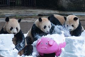 Giant Pandas Play with Snow in CHongqing Zoo