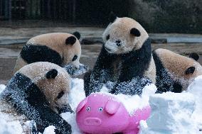 Giant Pandas Play with Snow in CHongqing Zoo