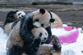 Giant Pandas Play with Snow in CHongqing Zoo