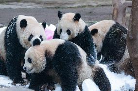 Giant Pandas Play with Snow in CHongqing Zoo