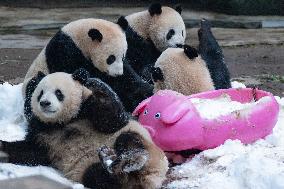 Giant Pandas Play with Snow in CHongqing Zoo