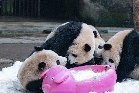 Giant Pandas Play with Snow in CHongqing Zoo