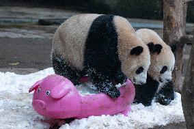 Giant Pandas Play with Snow in CHongqing Zoo