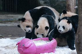 Giant Pandas Play with Snow in CHongqing Zoo