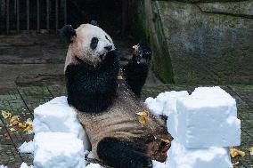 Giant Pandas Play with Snow in CHongqing Zoo